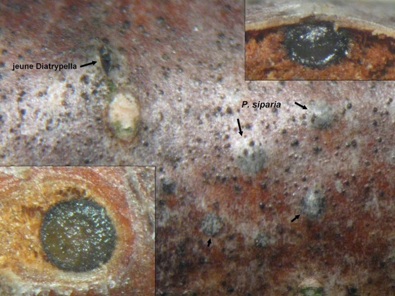 Представитель Семейства Pleomassariaceae